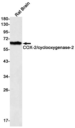 Cyclooxygenase 2 Rabbit Monoclonal Antibody