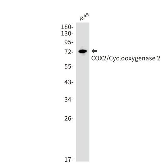 Cyclooxygenase 2 Rabbit Monoclonal Antibody