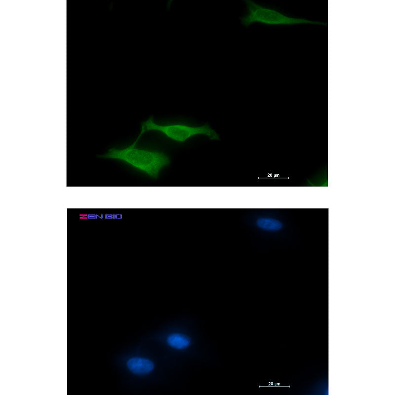 COX5B Rabbit Monoclonal Antibody