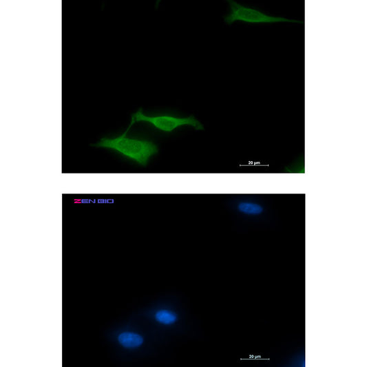 COX5B Rabbit Monoclonal Antibody