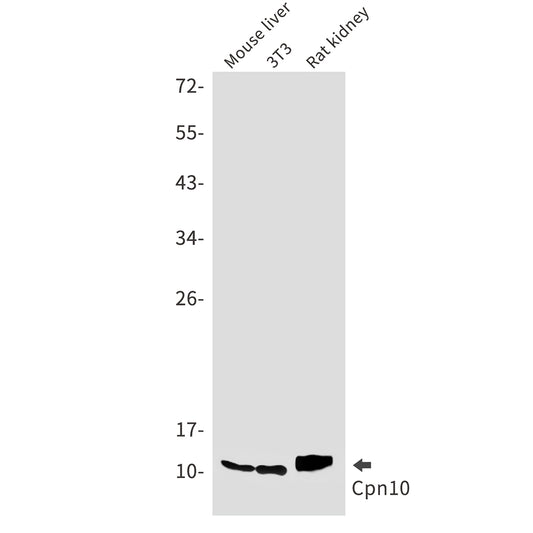 Cpn10 Rabbit Monoclonal Antibody