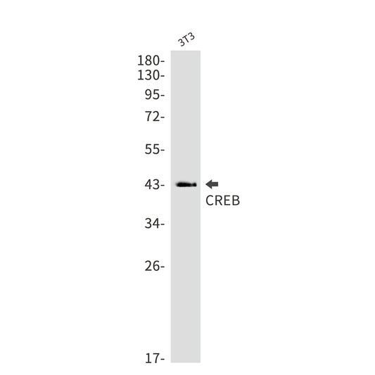 CREB Rabbit Monoclonal Antibody
