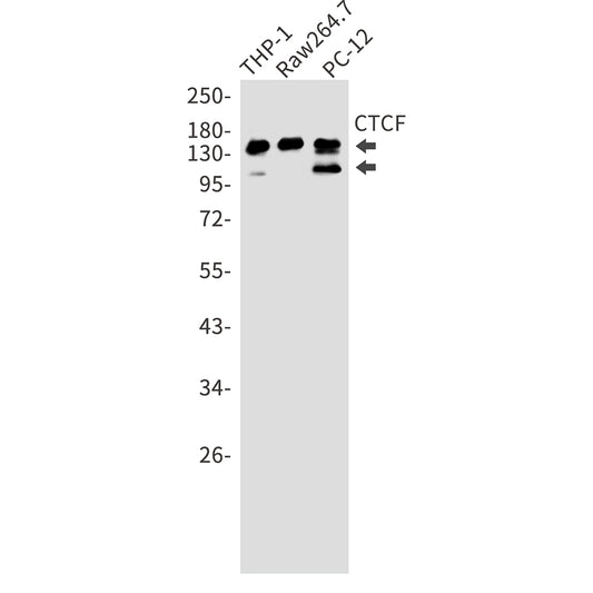 CTCF Rabbit Monoclonal Antibody