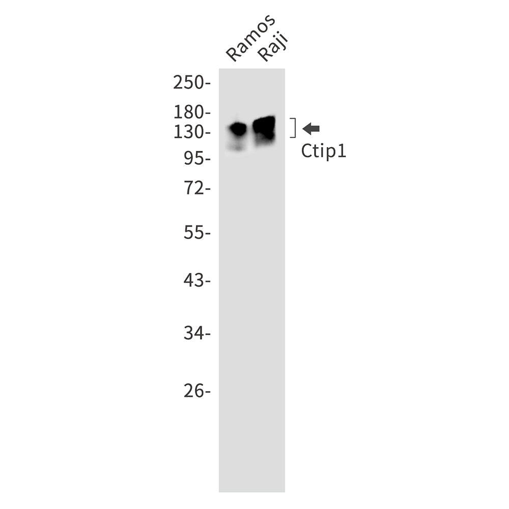 Ctip1 Rabbit Monoclonal Antibody