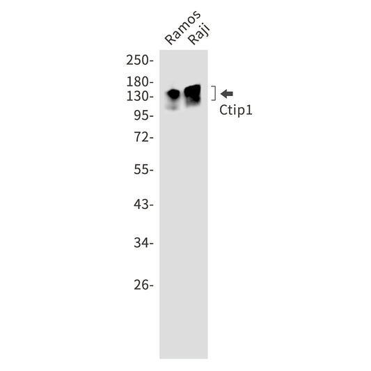 Ctip1 Rabbit Monoclonal Antibody