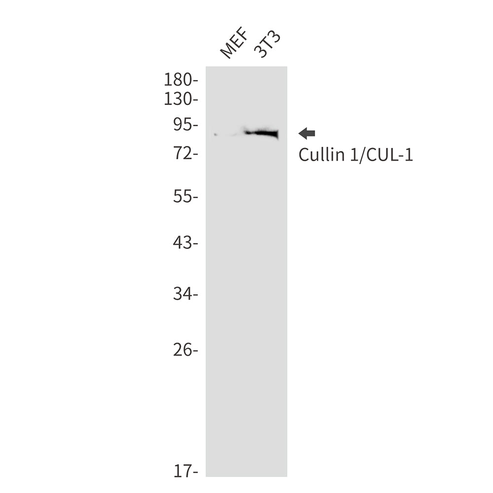 Cullin 1 Rabbit Monoclonal Antibody