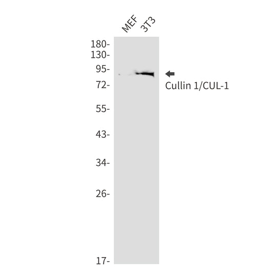 Cullin 1 Rabbit Monoclonal Antibody