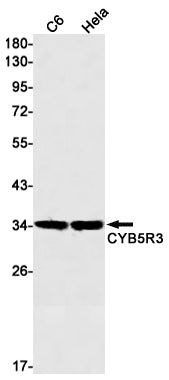 CYB5R3 Rabbit Monoclonal Antibody