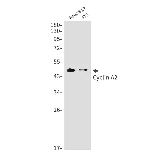 Cyclin A2 Rabbit Monoclonal Antibody