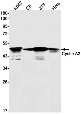 Cyclin A2 Rabbit Monoclonal Antibody