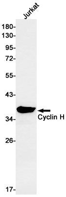 Cyclin H Rabbit Monoclonal Antibody