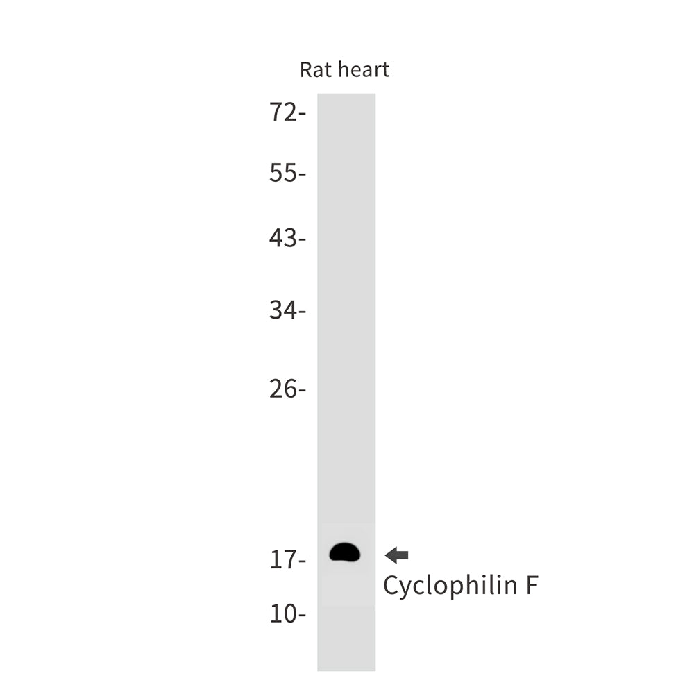 Cyclophilin F Rabbit Monoclonal Antibody