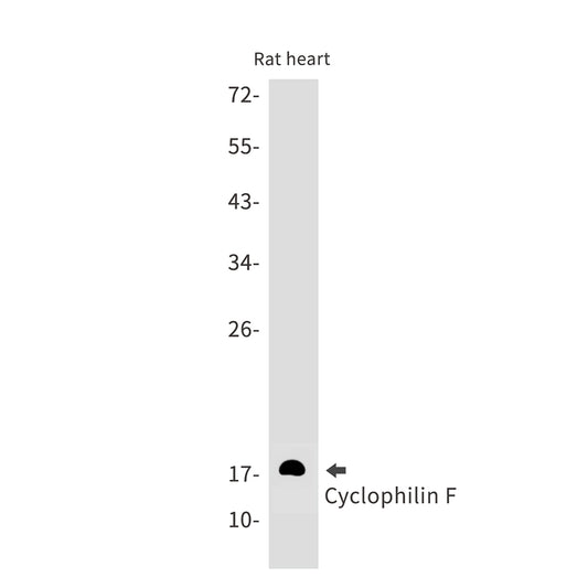 Cyclophilin F Rabbit Monoclonal Antibody