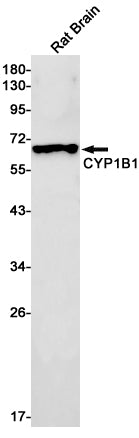 Cytochrome P450 1B1 Rabbit Monoclonal Antibody