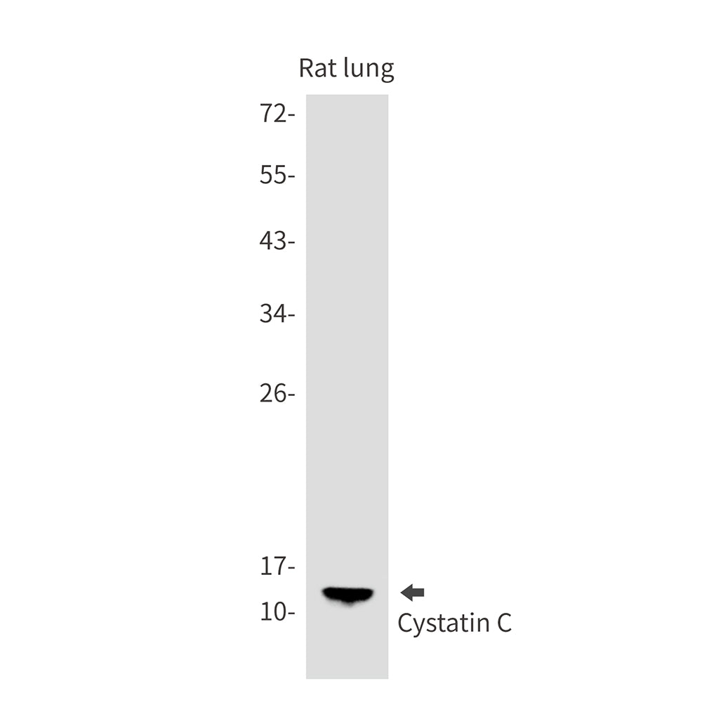 Cystatin C Rabbit Monoclonal Antibody