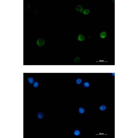 Cytochrome C Rabbit Monoclonal Antibody