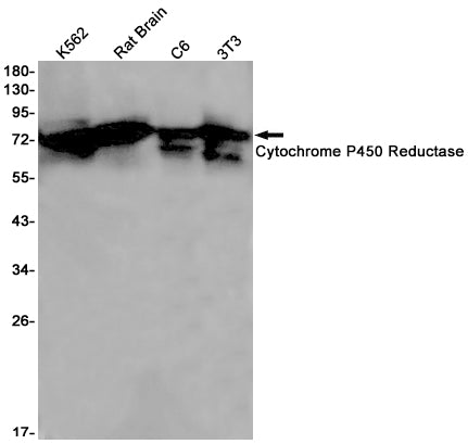 Cytochrome P450 Reductase Rabbit Monoclonal Antibody