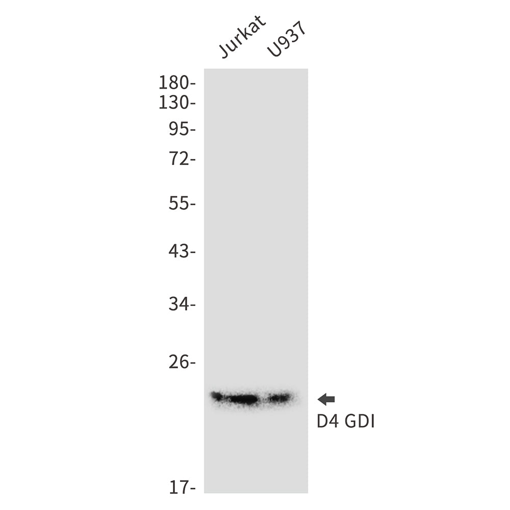 D4 GDI Rabbit Monoclonal Antibody