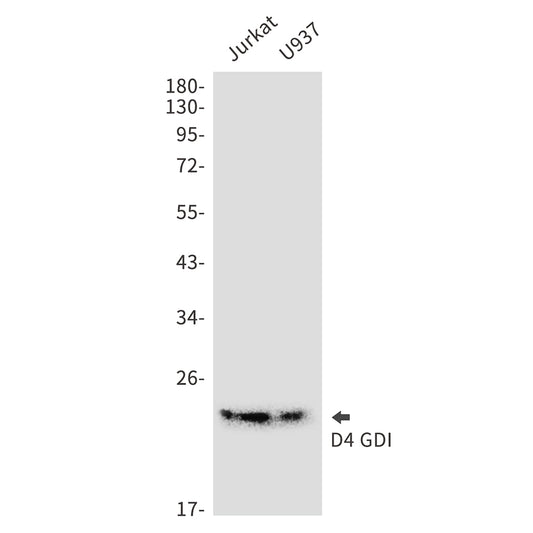 D4 GDI Rabbit Monoclonal Antibody