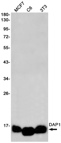 DAP1 Rabbit Monoclonal Antibody