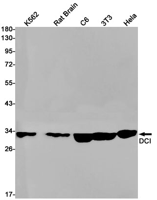 DCI Rabbit Monoclonal Antibody