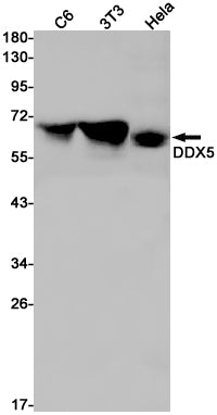 DDX5 Rabbit Monoclonal Antibody