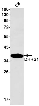 DHRS1 Rabbit Monoclonal Antibody