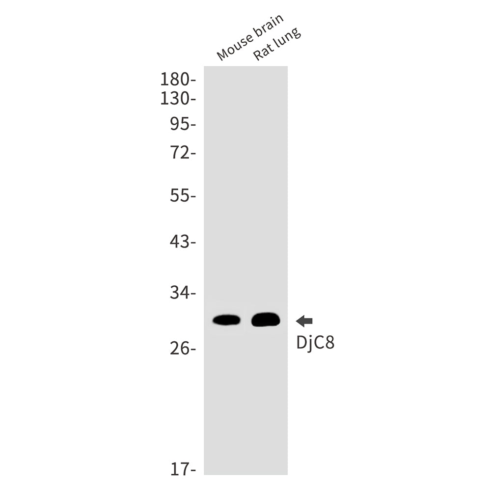 DNAJC8 Rabbit Monoclonal Antibody