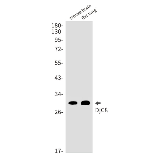 DNAJC8 Rabbit Monoclonal Antibody