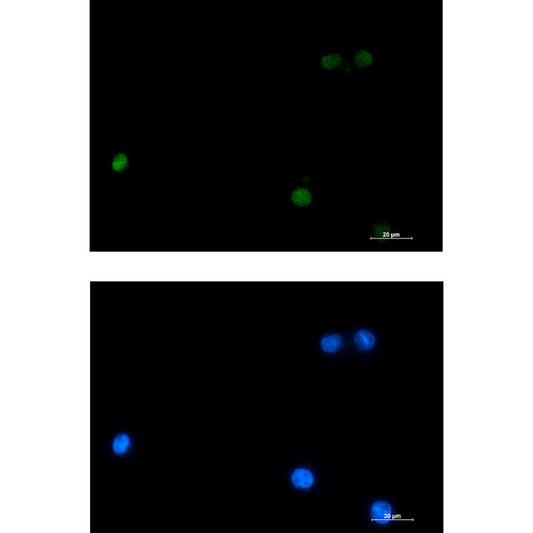 DLX4 Rabbit Monoclonal Antibody