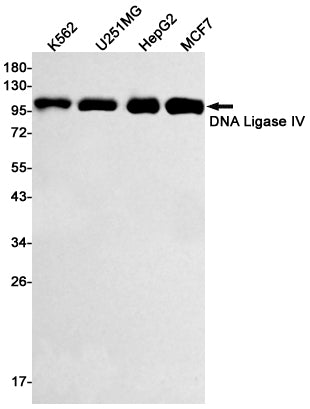 DNA Ligase IV Rabbit Monoclonal Antibody