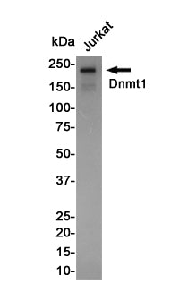 Dnmt1 Rabbit Monoclonal Antibody
