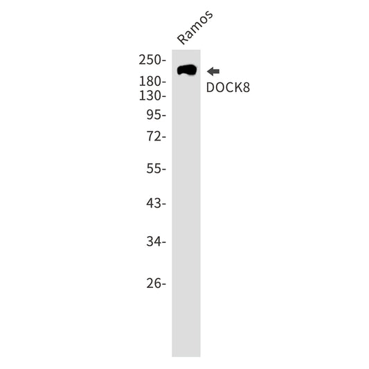 DOCK8 Rabbit Monoclonal Antibody