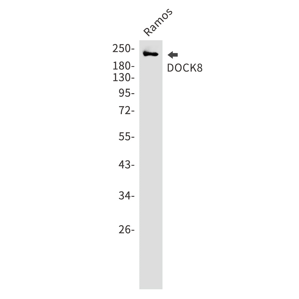DOCK8 Rabbit Monoclonal Antibody