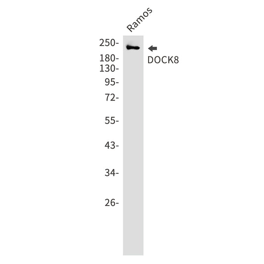DOCK8 Rabbit Monoclonal Antibody