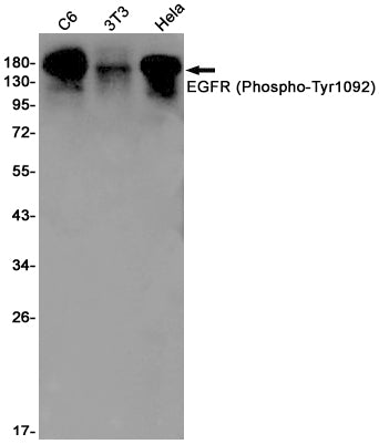 Phospho-EGFR (Tyr1092) Rabbit Monoclonal Antibody