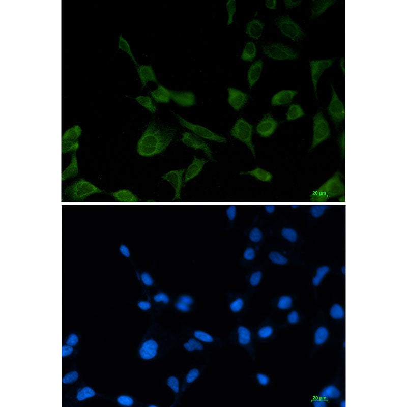 eIF1A Rabbit Monoclonal Antibody