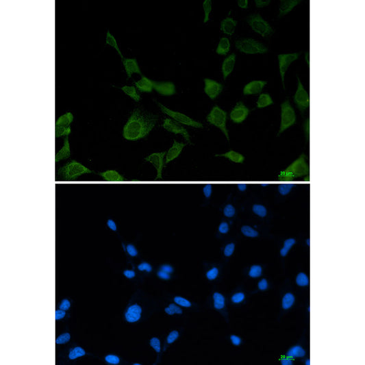 eIF1A Rabbit Monoclonal Antibody