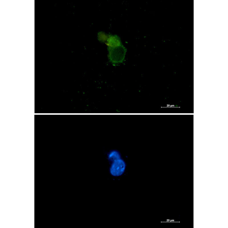 eIF1A Rabbit Monoclonal Antibody