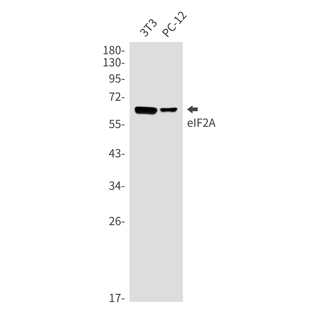 eIF2A Rabbit Monoclonal Antibody