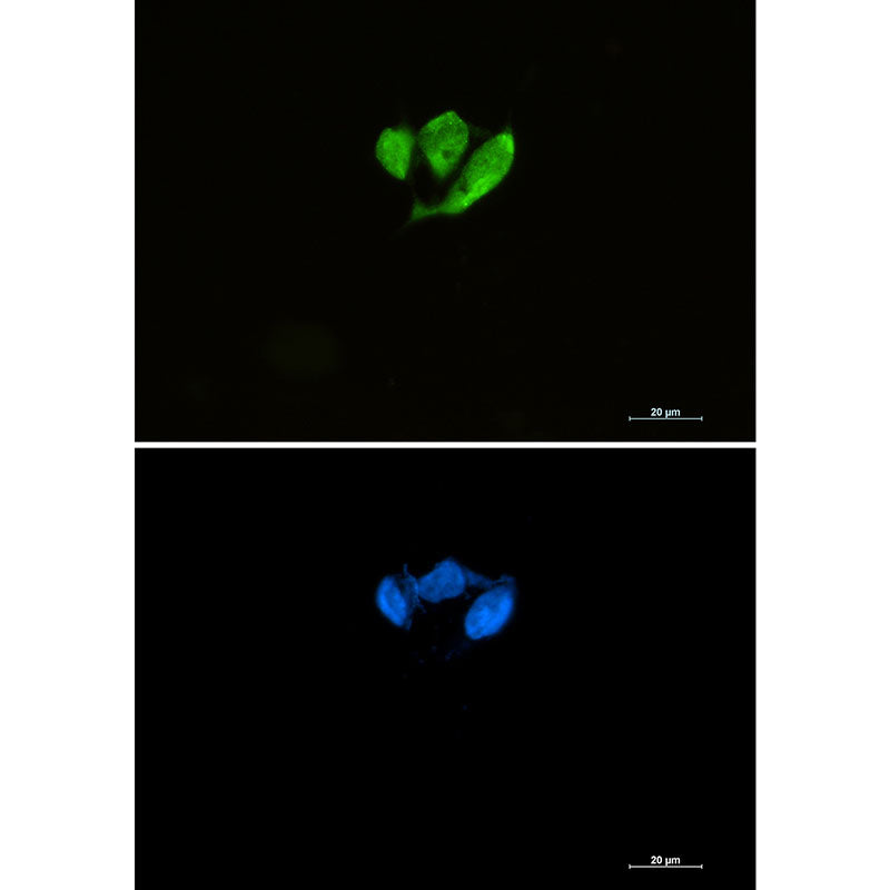 eIF4E Rabbit Monoclonal Antibody