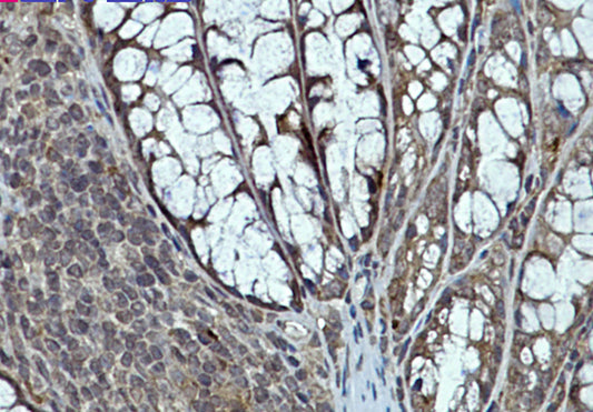 eIF4E Rabbit Monoclonal Antibody