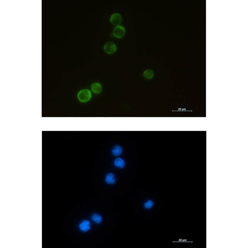 ELMO1 Rabbit Monoclonal Antibody