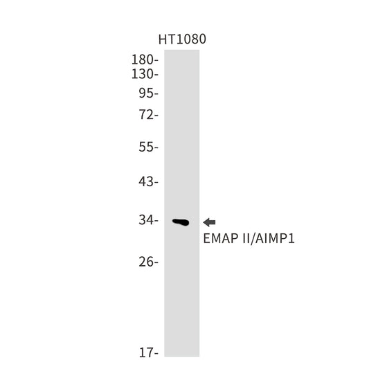 EMAP II Rabbit Monoclonal Antibody
