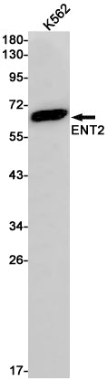 ENT2 Rabbit Monoclonal Antibody