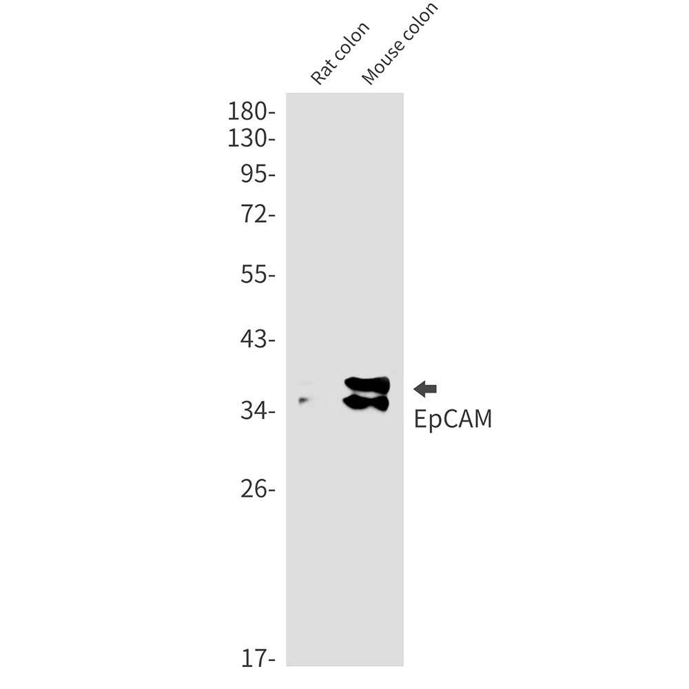 EpCAM Rabbit Monoclonal Antibody