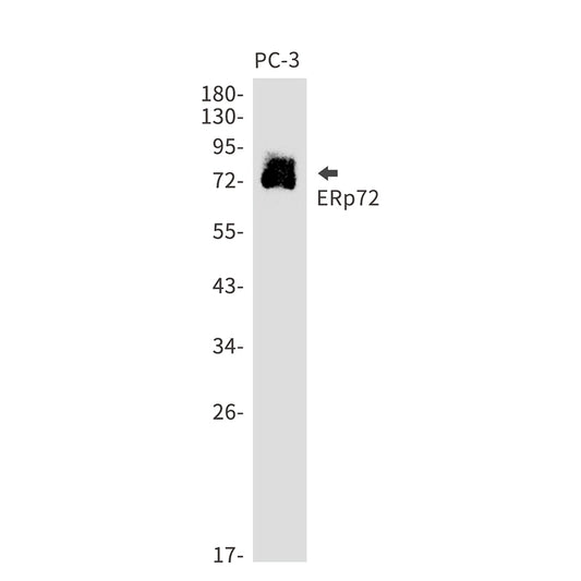 ERp72 Rabbit Monoclonal Antibody