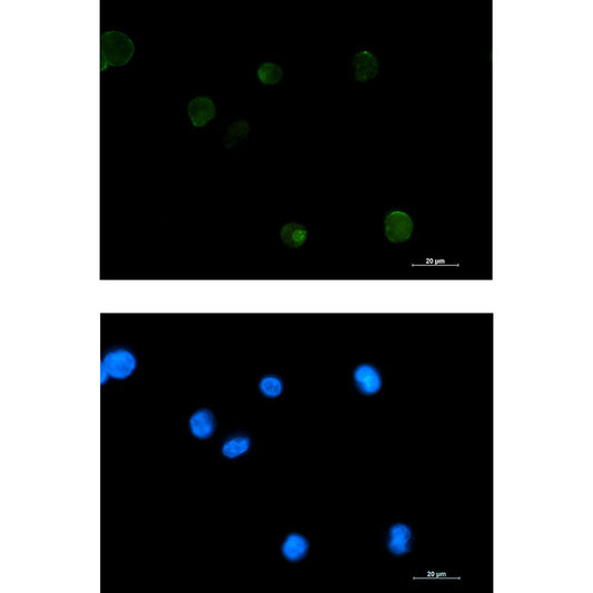 Extracellular Matrix Protein 1 Rabbit Monoclonal Antibody