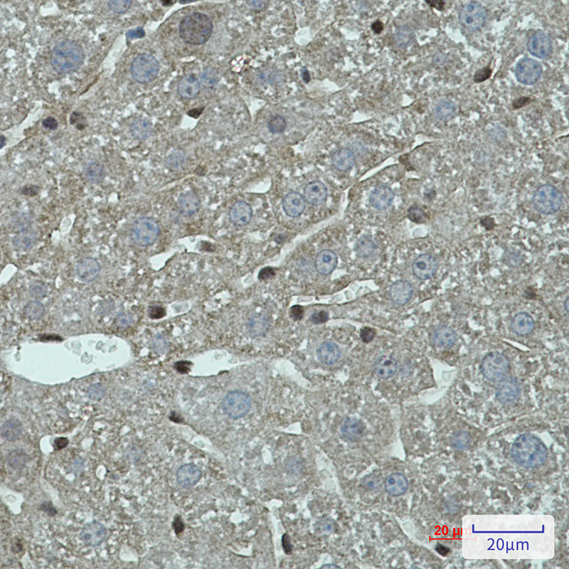 FADD Rabbit Monoclonal Antibody