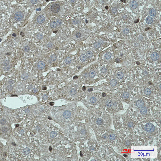 FADD Rabbit Monoclonal Antibody